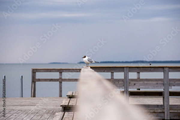 Fototapeta Seagull pier dock