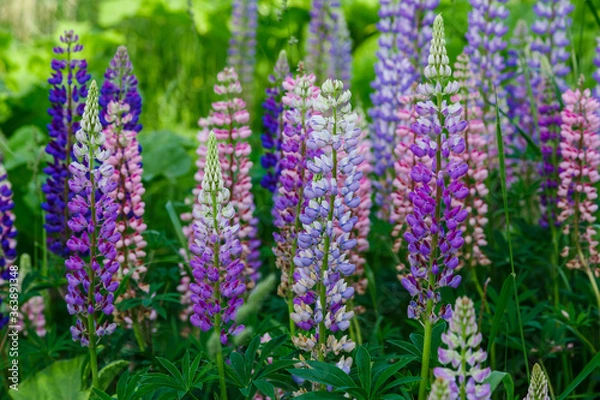 Fototapeta Lupinus, lupin, lupine field with pink purple and blue flowers. Summer flower background