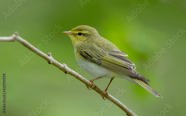 Obraz Wood Warbler
