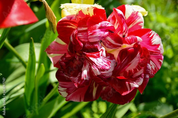 Fototapeta terry tulips