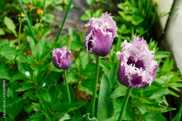 Fototapeta beautiful tulips