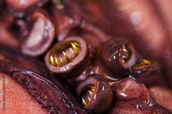 Obraz Octopus texture