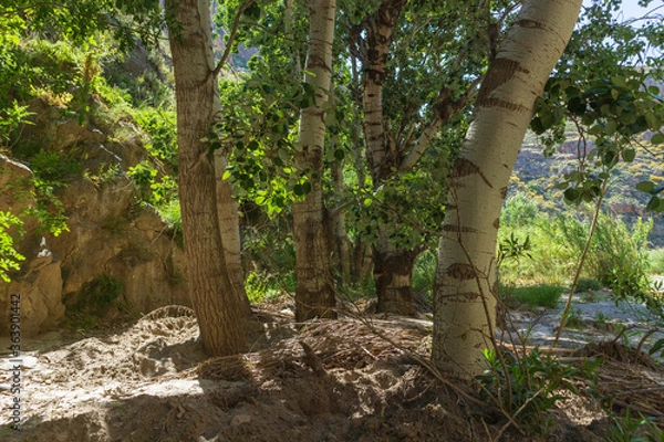 Fototapeta tree trunks surrounded by vegetation