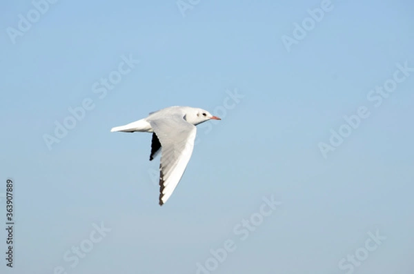 Fototapeta ゆりかもめ