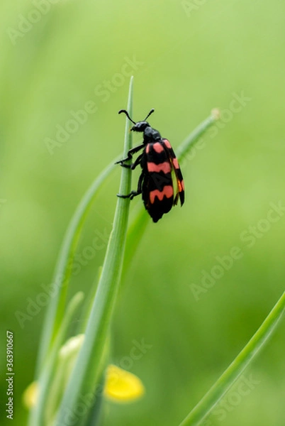 Fototapeta red bug on a green leaf