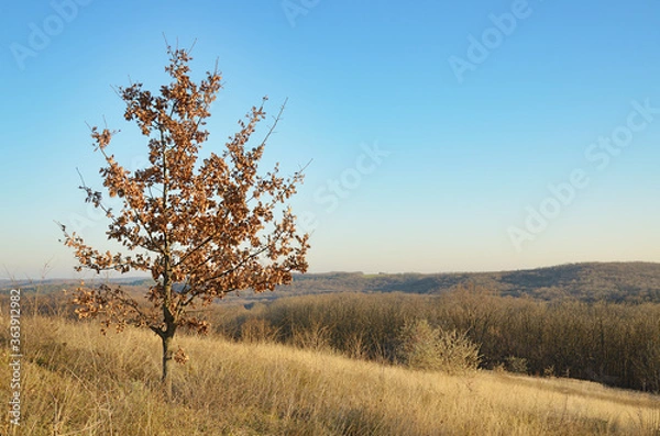Fototapeta Closeup of a young oak tree with reddish dry foliage and bare branches against a bright blue sky. Autumn landscape on a yellowed slope in the forest-steppe, central Ukraine, Kremenchug district.