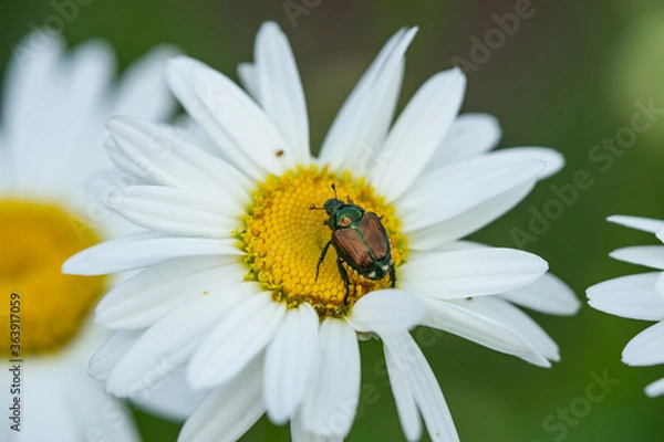 Obraz Japanese Beetle on Ox Eye Daisy