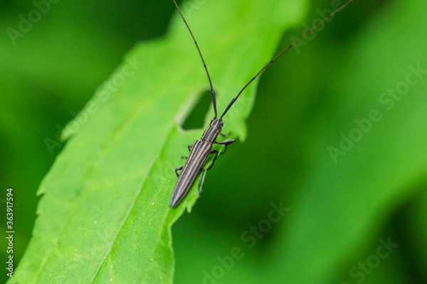 Obraz Longhorn Beetle on Leaf in Summer