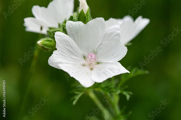 Obraz Musk Mallow Flowers in Summer