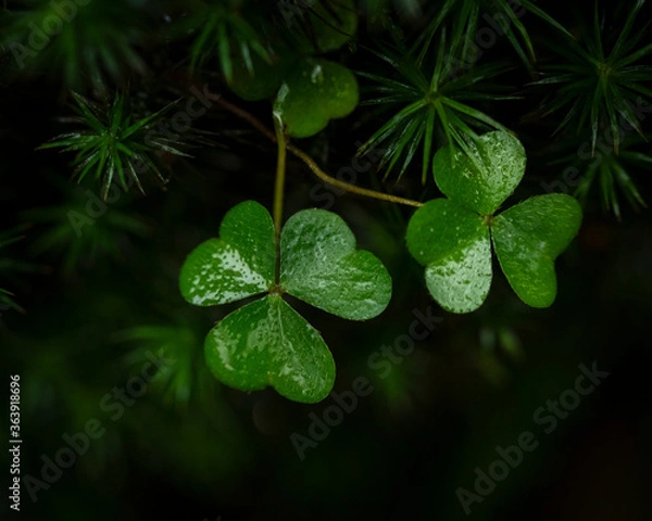 Fototapeta three leaf clover