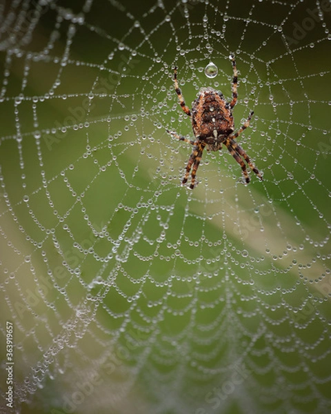 Obraz spider on web