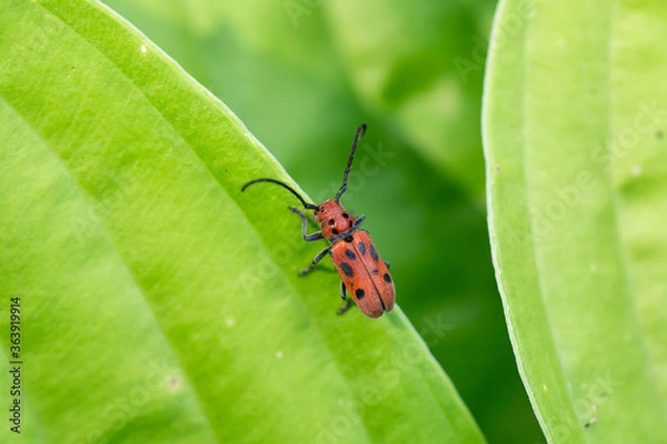 Fototapeta Red Milkweed Beetle in Summer