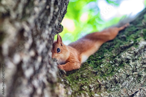 Obraz Red  squirrel in the Park on a tree eating nuts