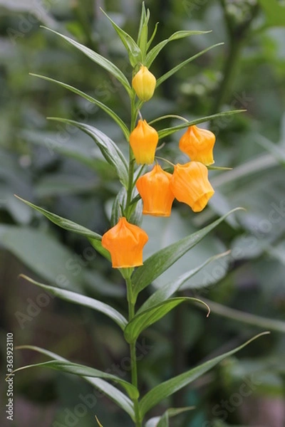 Obraz サンダーソニア