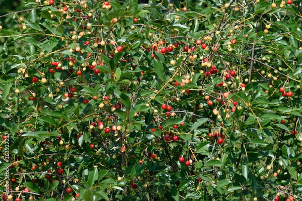 Fototapeta Background. The branches of cherry with berries ripening in the summer sun.