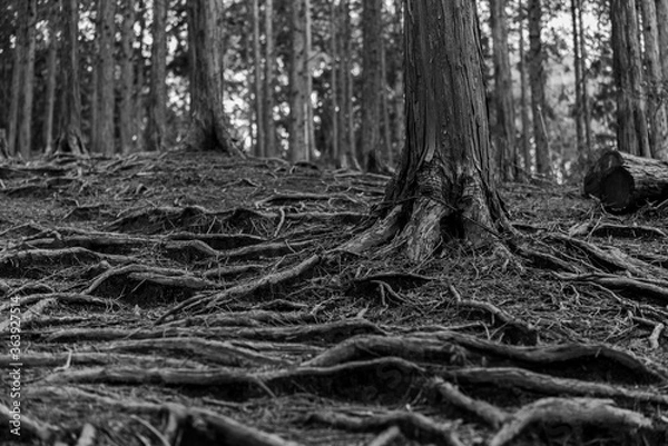 Obraz 張り巡らされた木の根