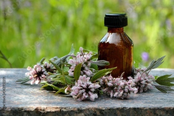 Obraz Fresh flowers of motherwort and a bottle of tincture on the background of a meadow close up