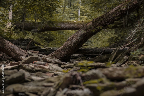 Fototapeta tree in the forest