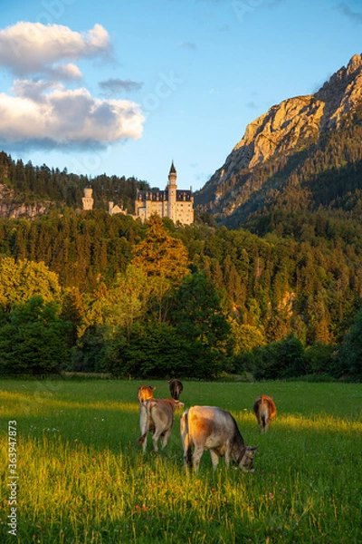 Obraz Neuschwanstein Castle with Alps and cows on the meadow in the evening light, Germany