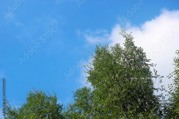 Fototapeta 나무가지 잎