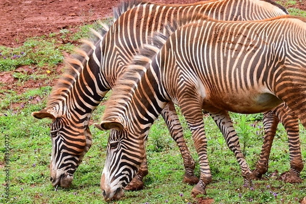 Obraz zebra in zoo