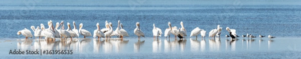 Fototapeta High resolution panoramic photo of a flock of American White Pelicans along with several seagulls and a pair of Cormorants standing on a submerged sandbar near Sanibel  Island, Florida
