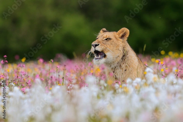 Fototapeta Close-up portrait of a lioness running  across a meadow full of white and colorful flowers directly to the camera. Impressionistic scene of the top predator in a nature. Lion, Panthera leo.