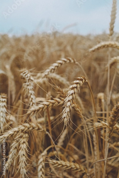 Obraz golden wheat field
