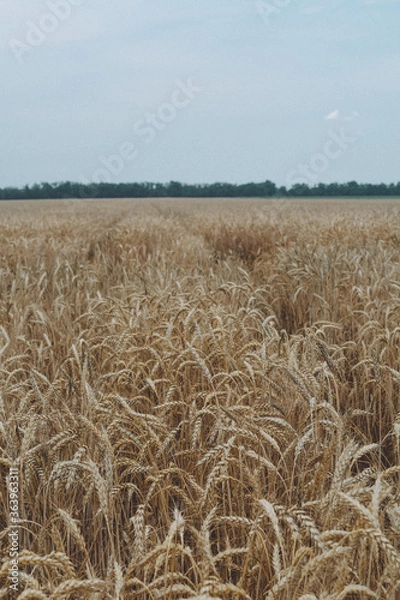 Obraz golden wheat field