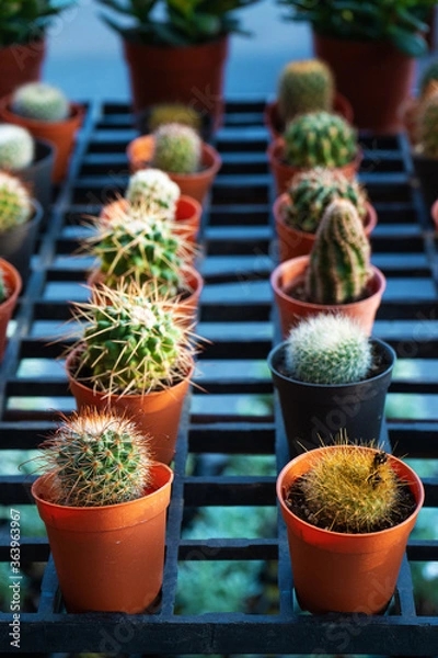 Fototapeta Small decorative pots with flowers cacti. View from above. Decor with fresh flowers. Home Flowers