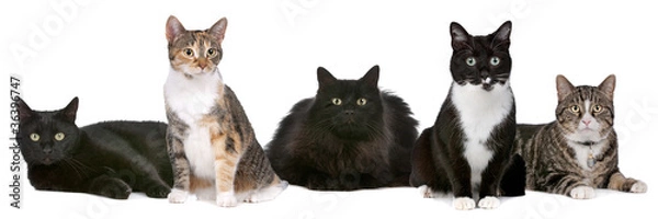 Obraz Group of cats