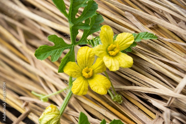 Obraz 夏の代表的な食材のスイカを花からつぼみやカットした写真を撮影、素材背景にどうぞ
