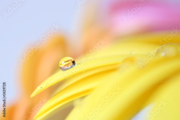 Obraz Blume mit Tropfen