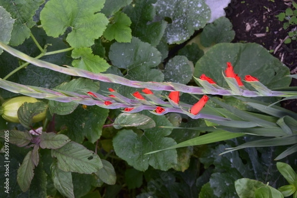 Obraz Beautiful Red flowers