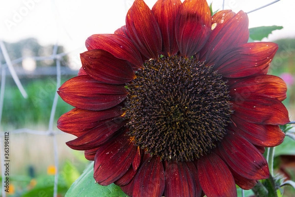 Obraz A red sunflower