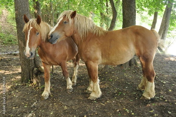 Obraz Konie. Wadąg. Polska - Mazury - Warmia.