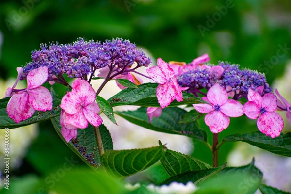 Fototapeta 額紫陽花