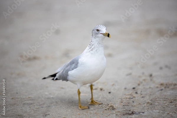 Obraz seagull on the beach