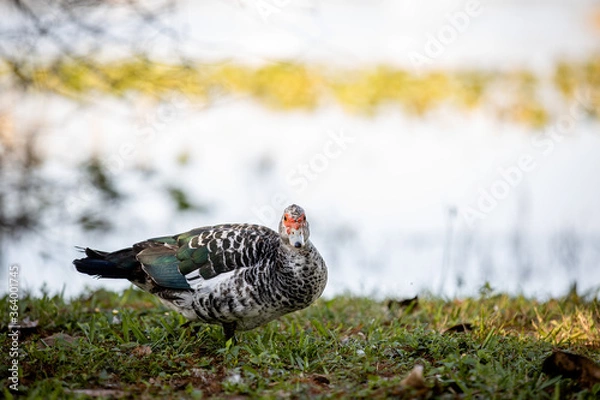 Obraz Red-faced Muscovy Duck