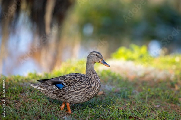 Fototapeta duck in the grass