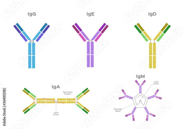 Fototapeta Types of Antibodies and immunoglobulin structure vector / infographic