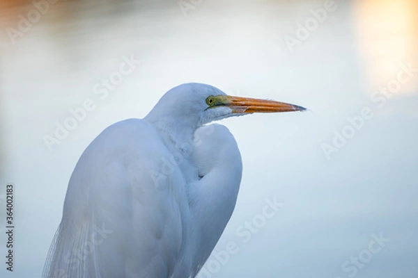 Obraz Great egret Close