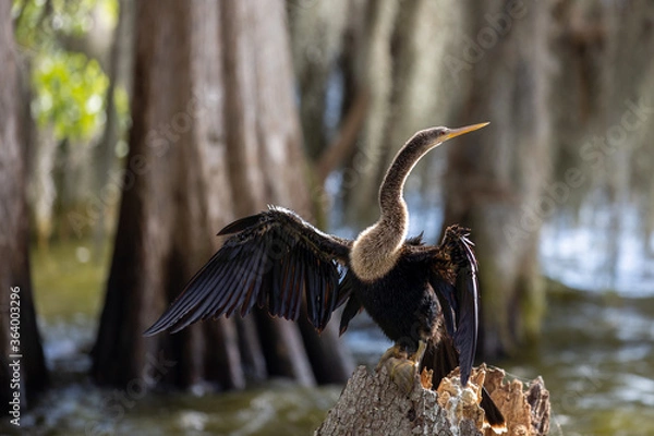 Obraz Anhinga