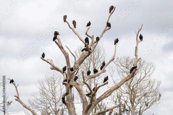 Fototapeta Vultures on Dead tree