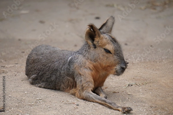 Obraz 座っているワラビー