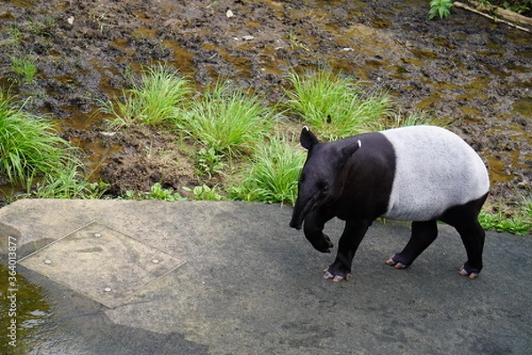 Obraz マレーバク