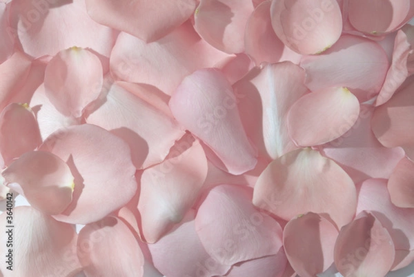 Obraz rose leaves background