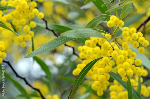 Fototapeta Flowers, leaves and distinctive stems of the Australian native Zig Zag wattle, Acacia macradenia, family Fabaceae. Endemic to central Queensland, Australia