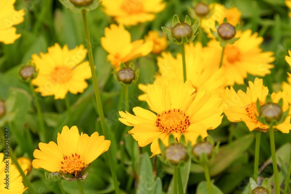 Fototapeta 花、植物、花びら、自然、公園、花壇、庭園、庭、緑、全盛期、満開、咲く、フラワー、野原