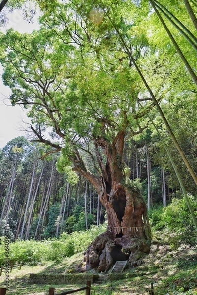 Fototapeta tree in the forest